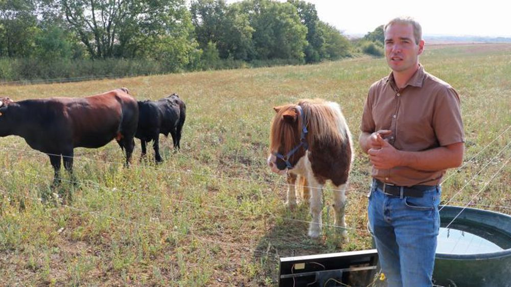 Alexandre Lecuyer exploite avec ses animaux les repousses de colza et les couverts d’interculture d’août à avril, voire jusqu’à mai, avant l’implantation de haricots. © Blandine Cailliez